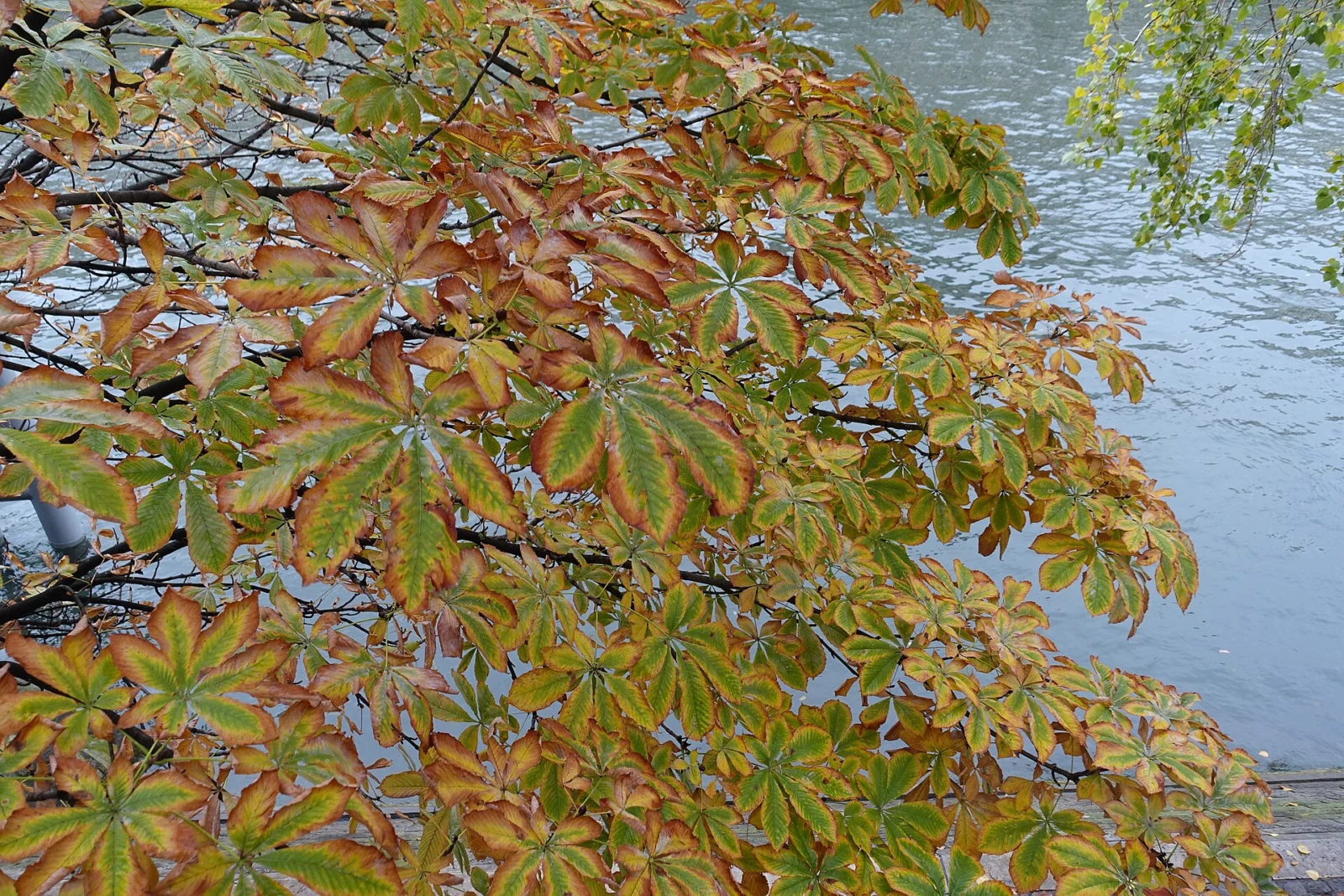 Best time to visit Paris: autumn colours along the Seine