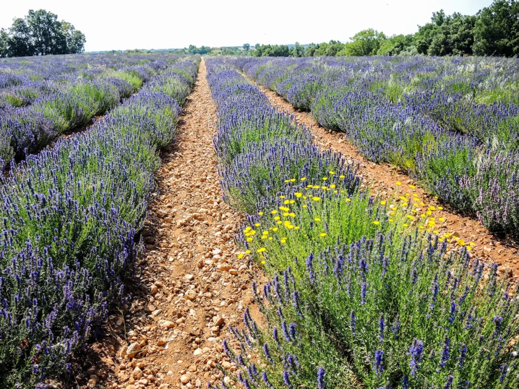 Lavender fields in Provence on the Valensole plateau