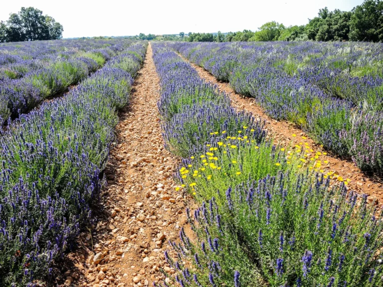 Lavender fields in Provence on the Valensole plateau