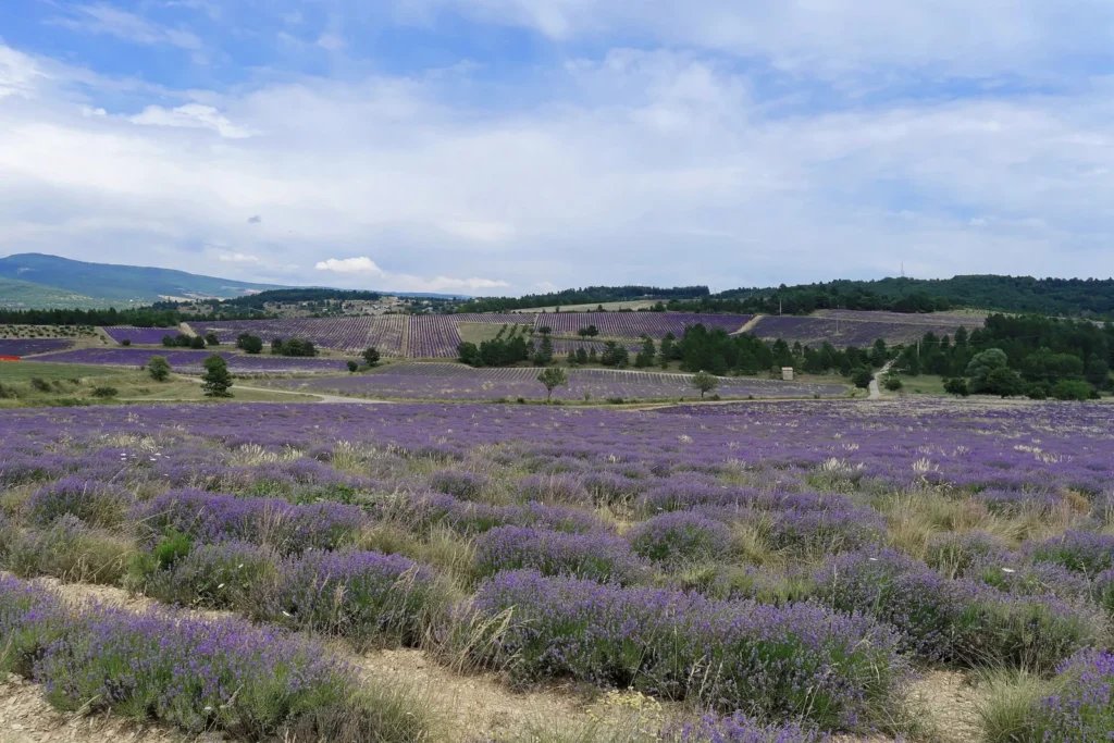 Lavender fields in Provence at Sault, in bloom in July