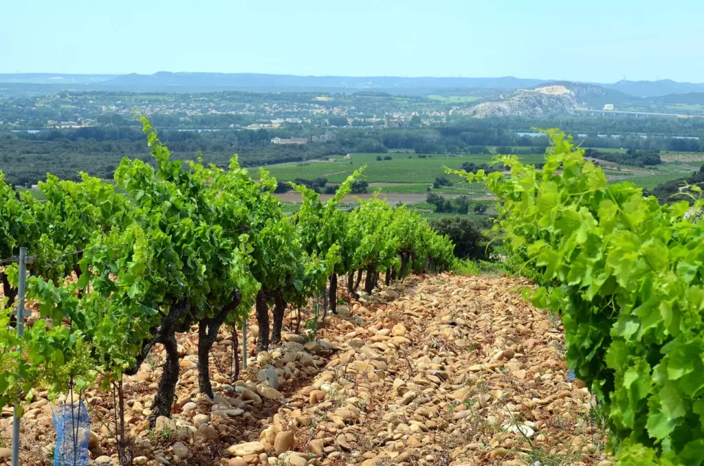 Vineyards at Châteauneuf-du-Pape near Avignon